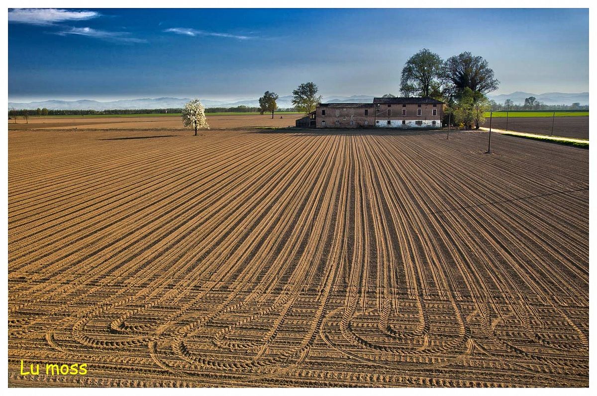 Fields in sowing primaverila