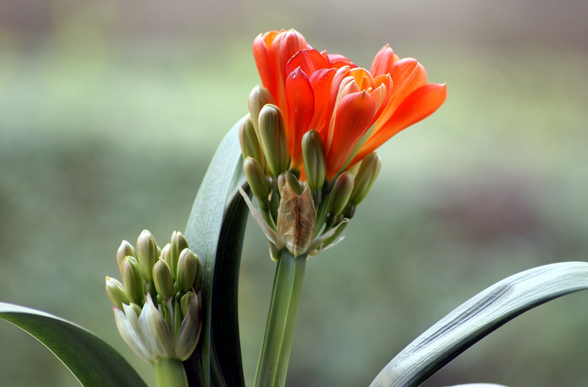 Clivia