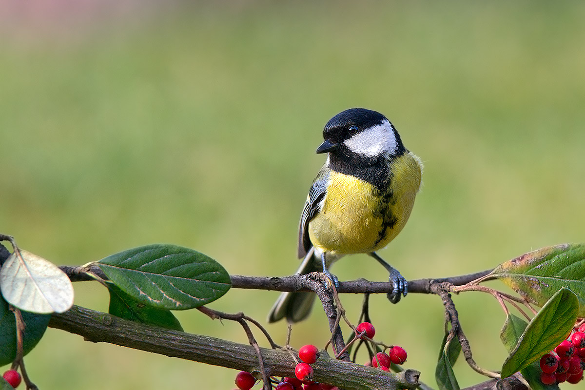 Great Tit