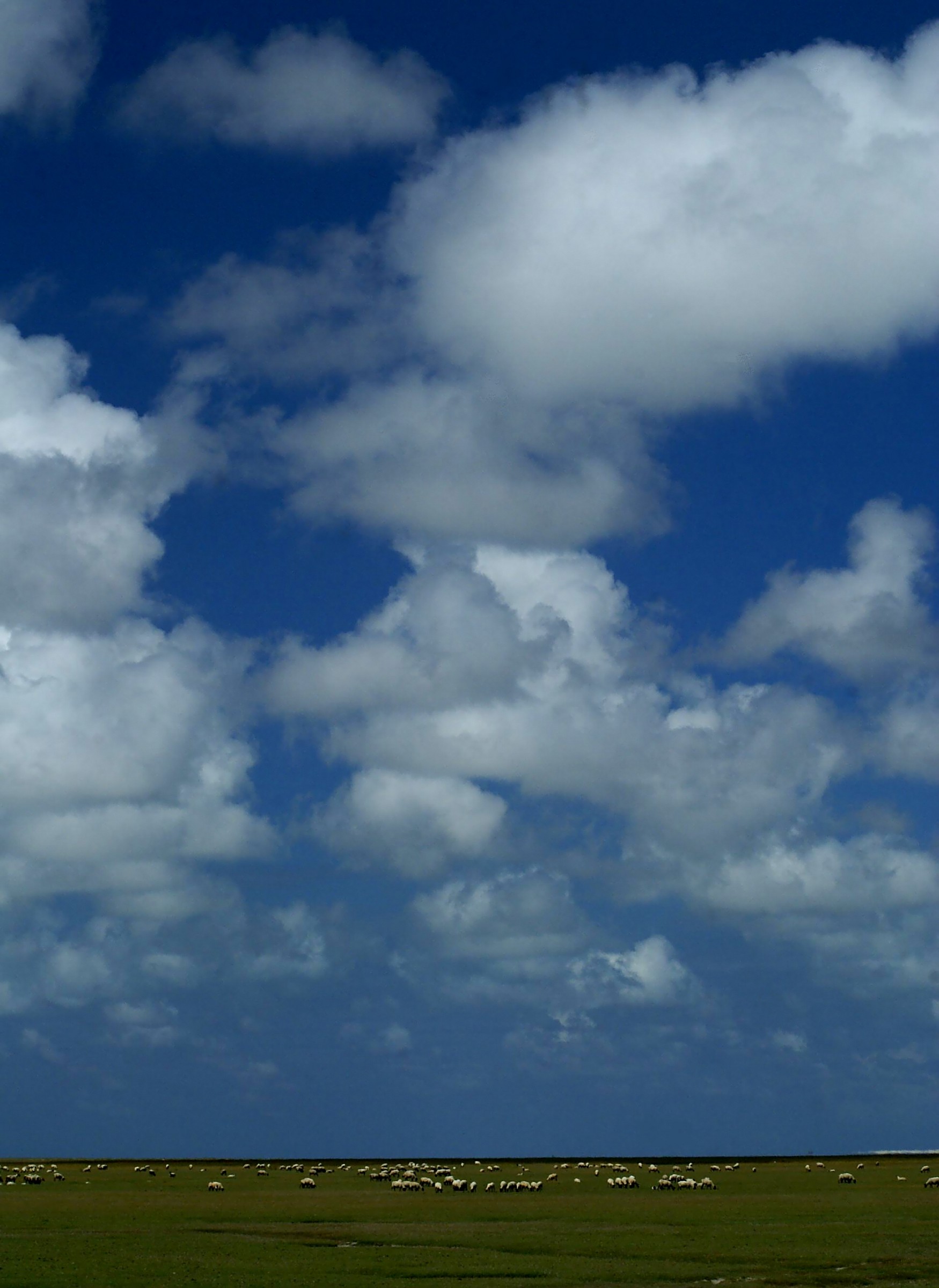 The sky above the lambs