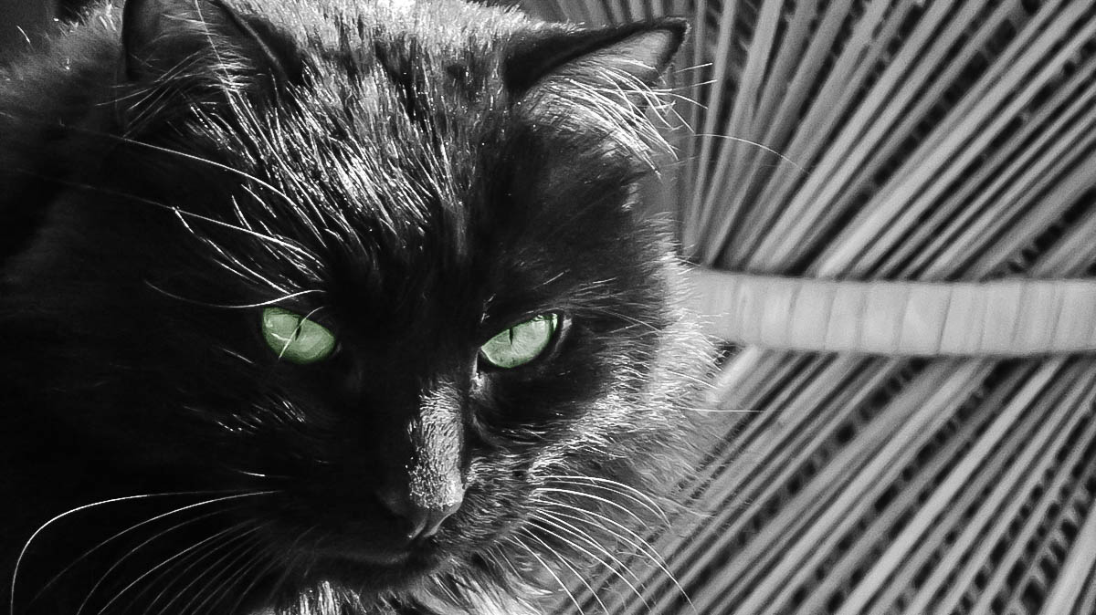 Norwegian Forest Cat (Powder 4)