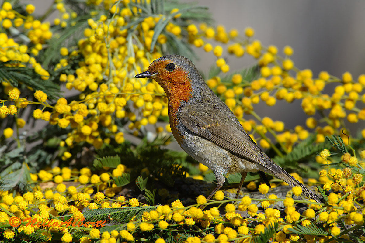 pettirosso nella mimosa