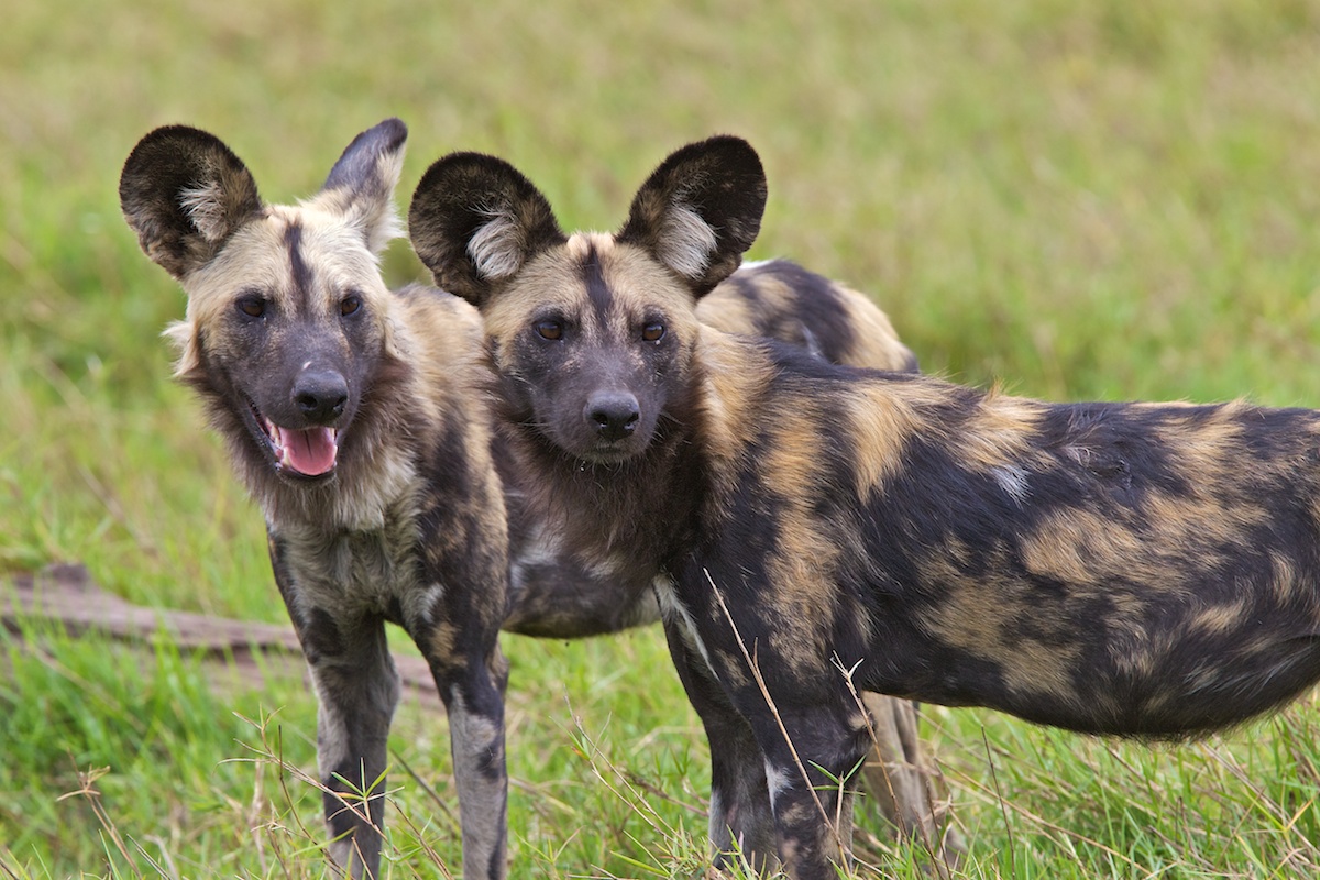 Licaoni - Wild dog - Lycaon pictus