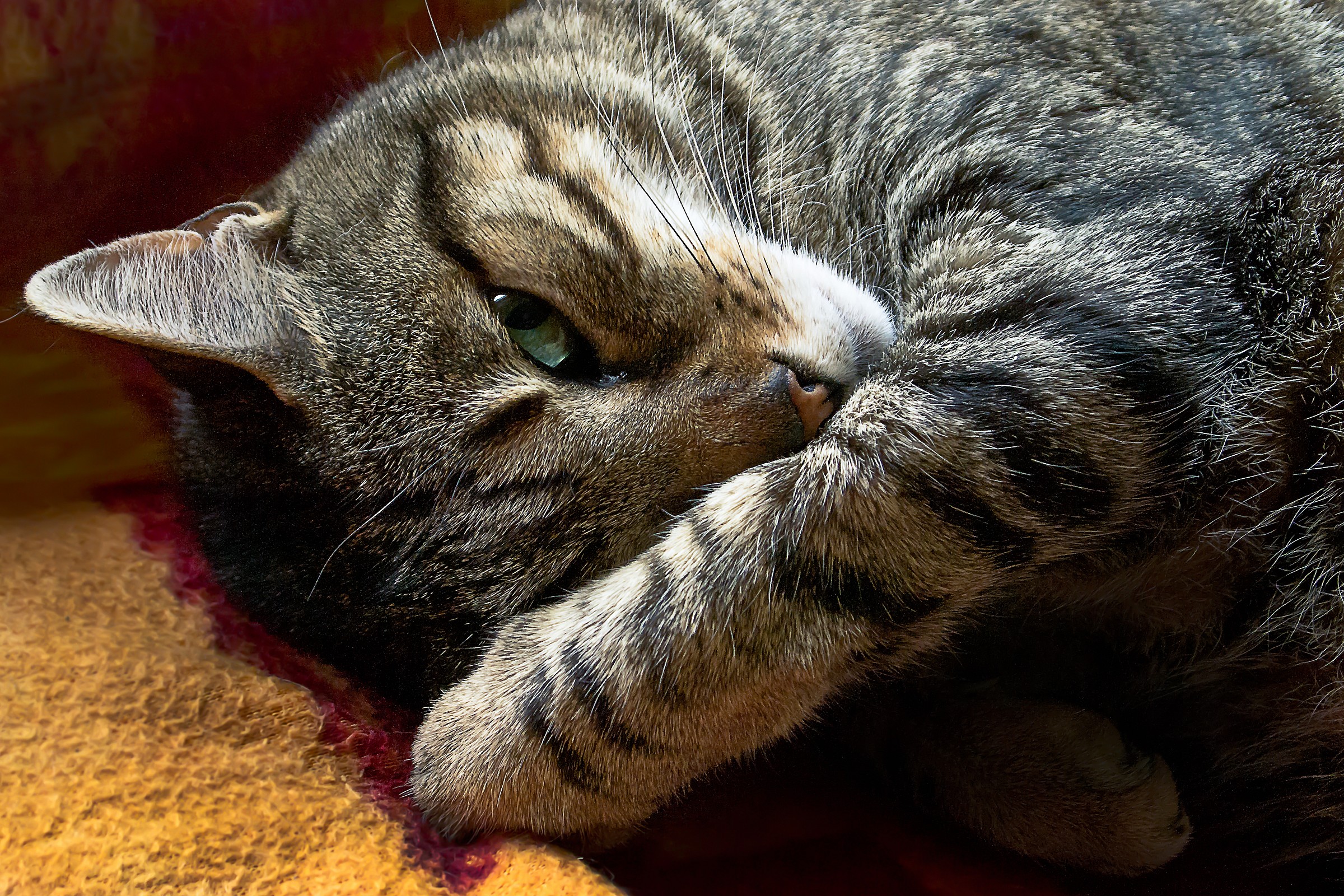 Asia:sono proprio timida...