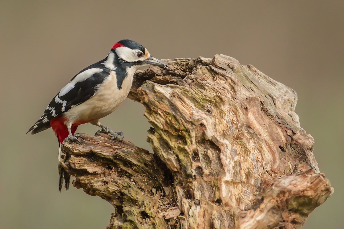 picchio rosso maggiore