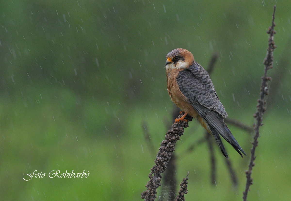 Red-footed Falcon in the flood .... ...