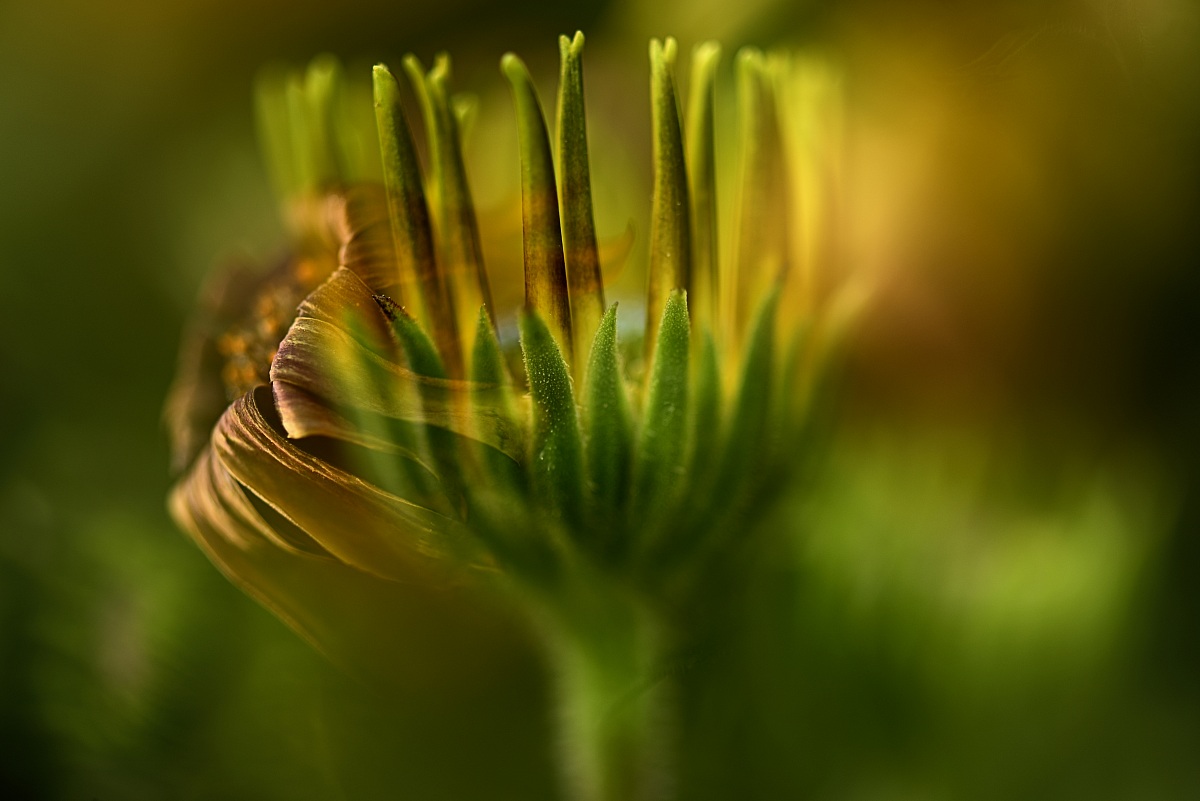 ...le stagioni che sui campi si susseguono...(K.Gibran)