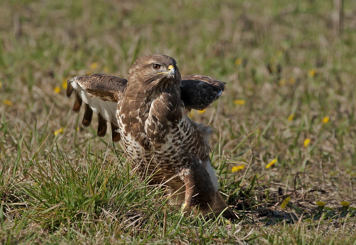 Buzzard