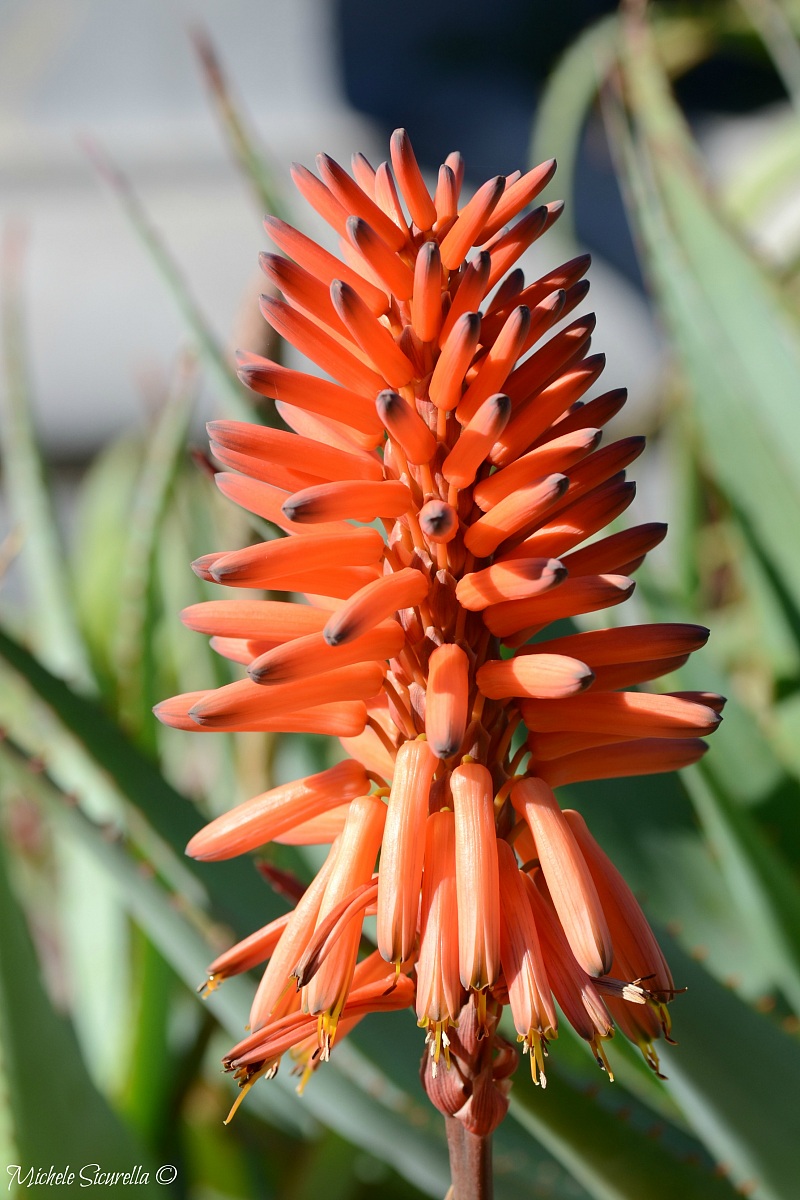 Grande Fiore Arancione