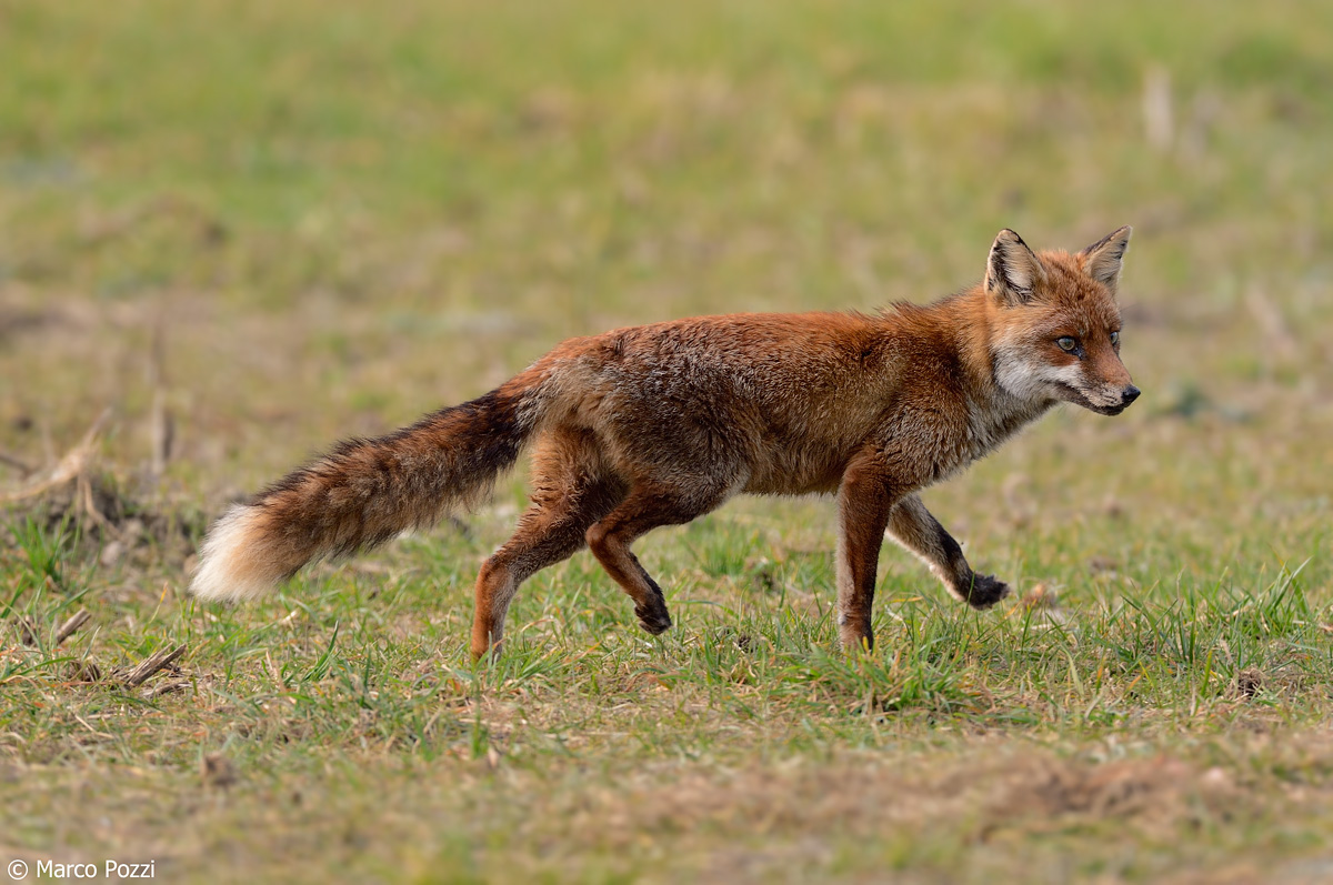 red fox