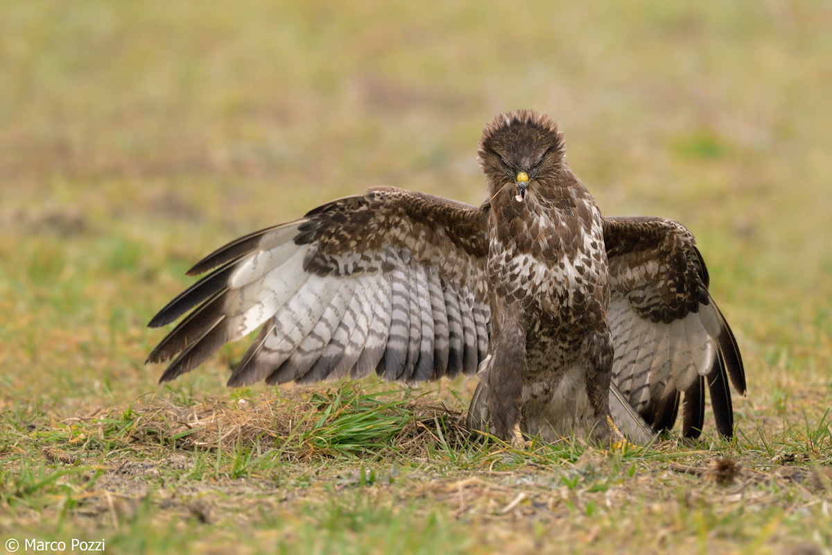 angry buzzard