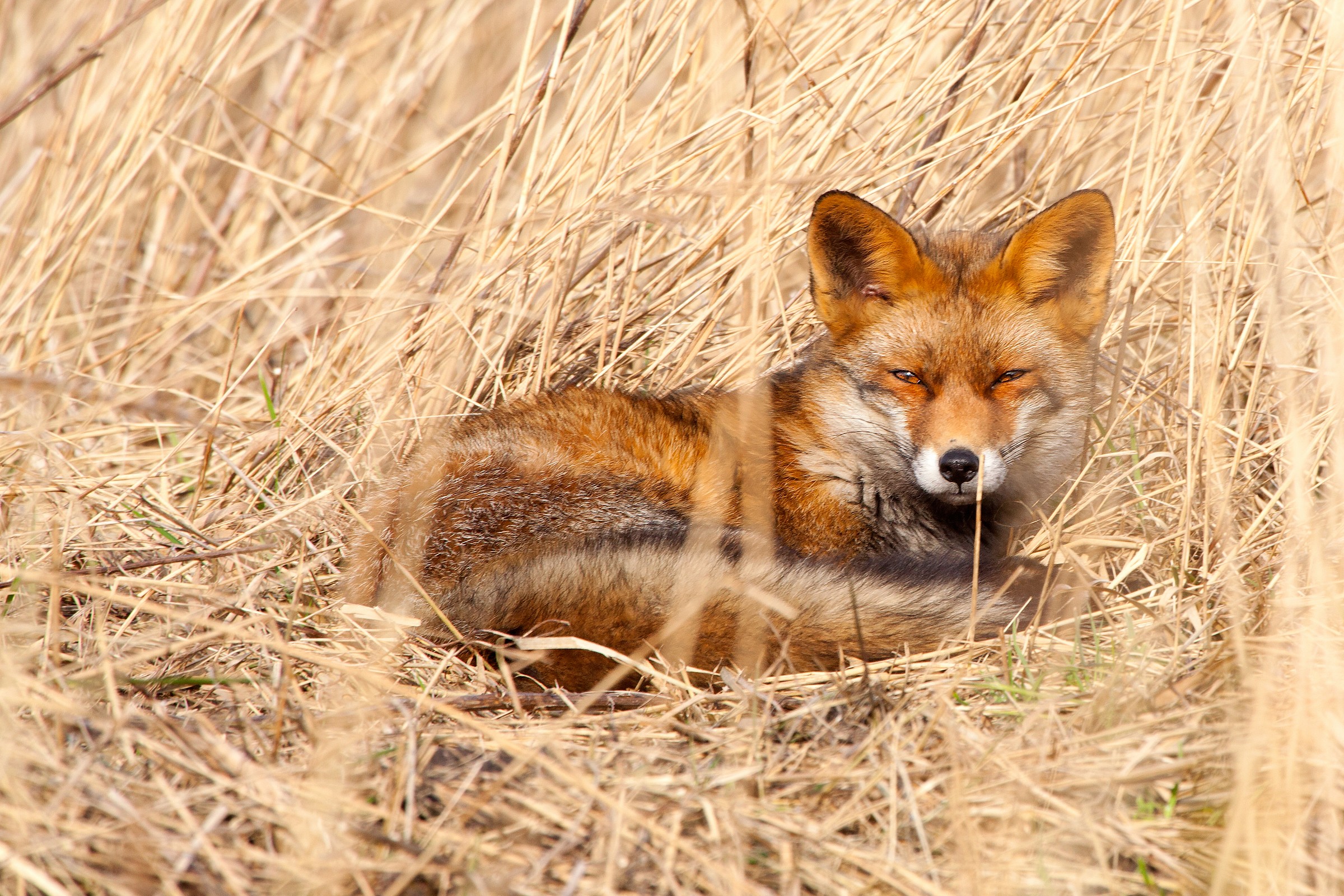 Fox at rest