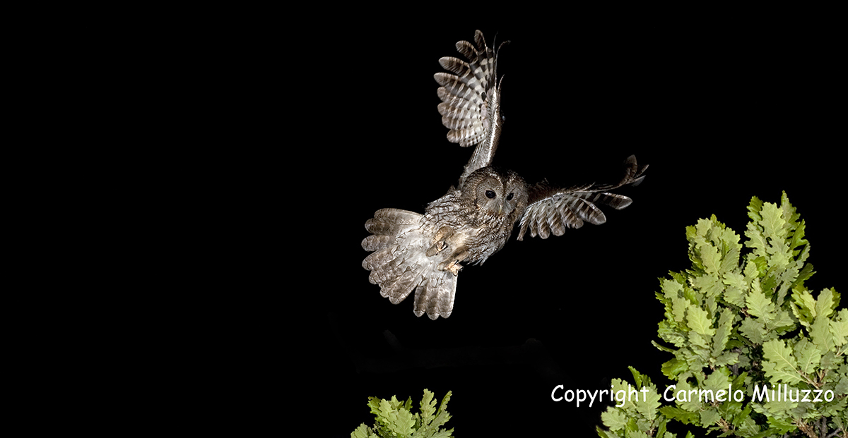 owl in flight