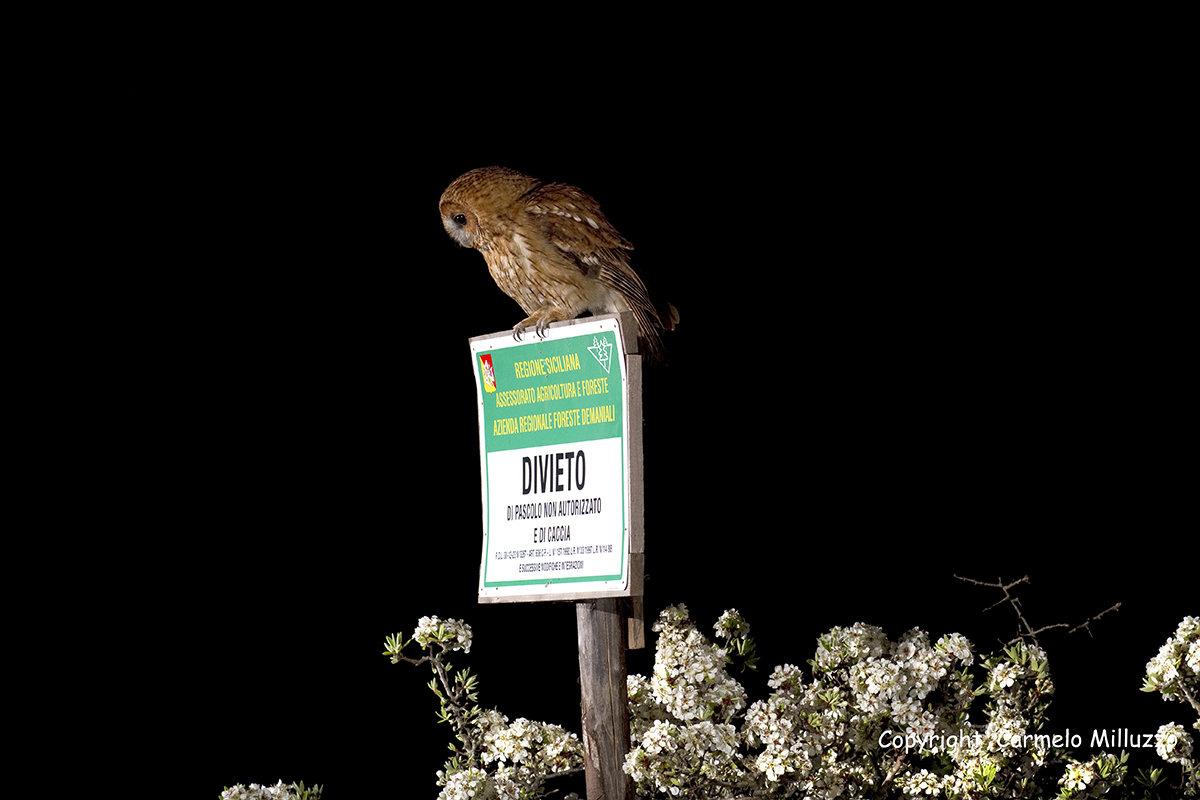 Overhunting of a tawny owl