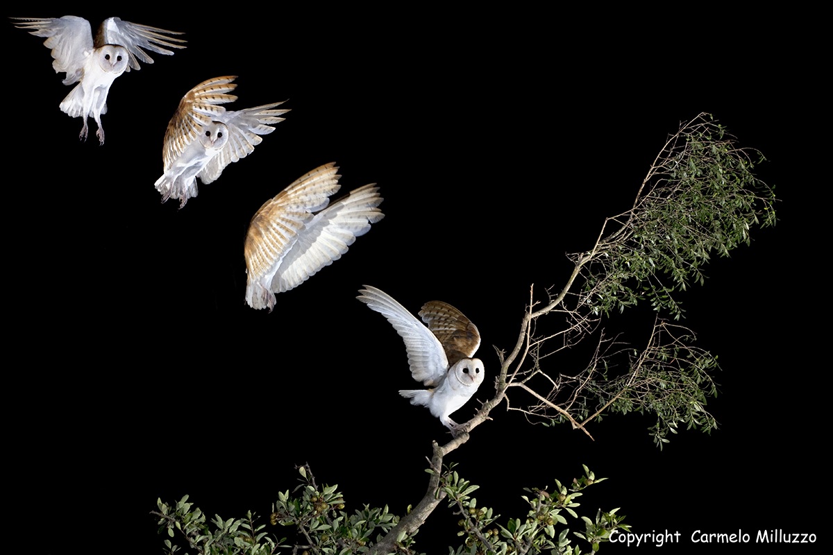 Il volo del Barbagianni