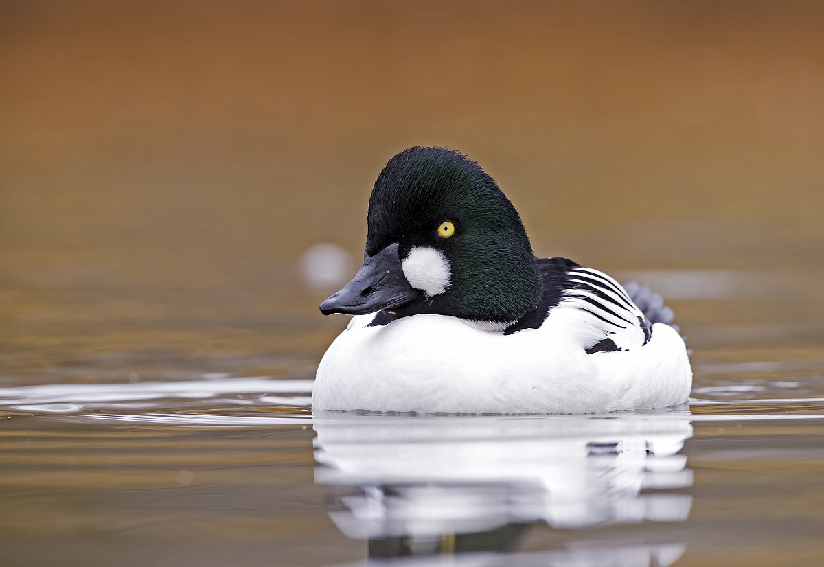 Goldeneye
