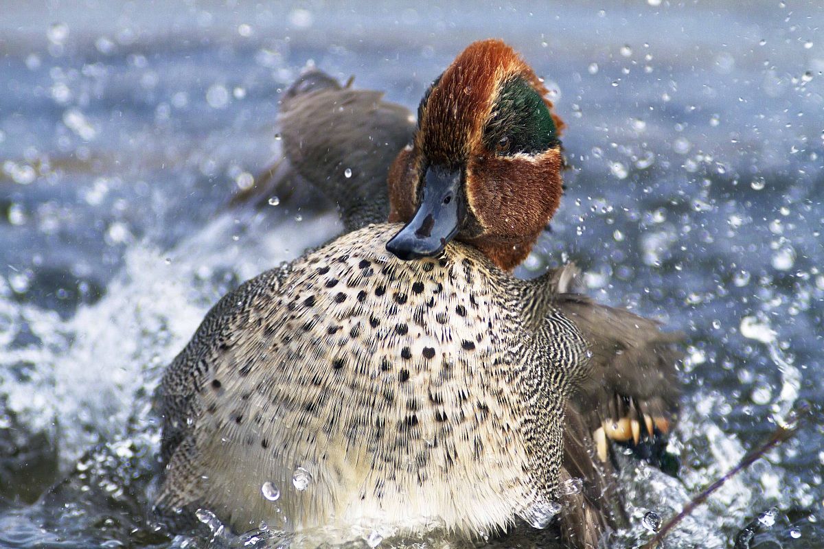 Teal to the bathroom - male