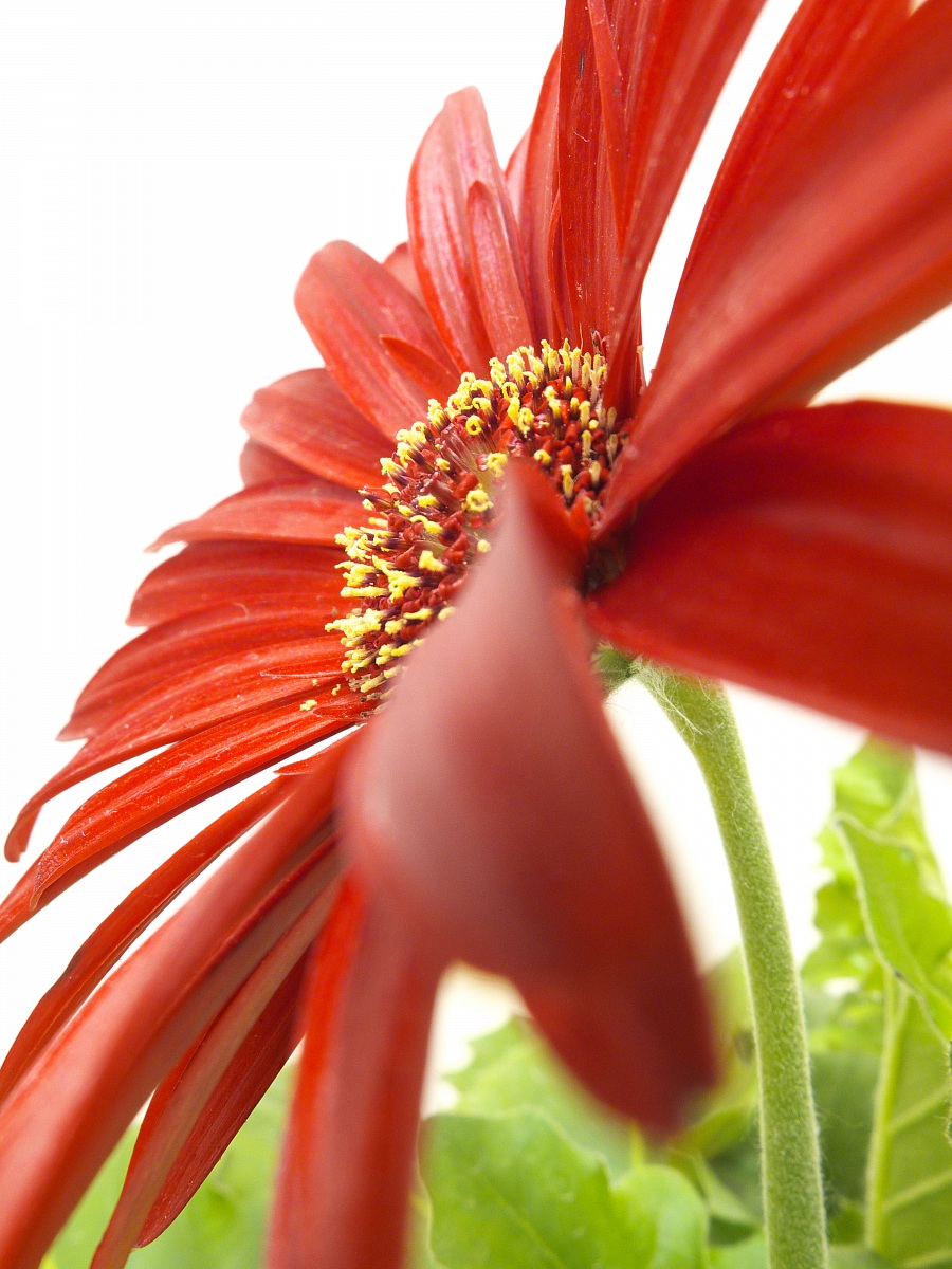 Gerbera 2