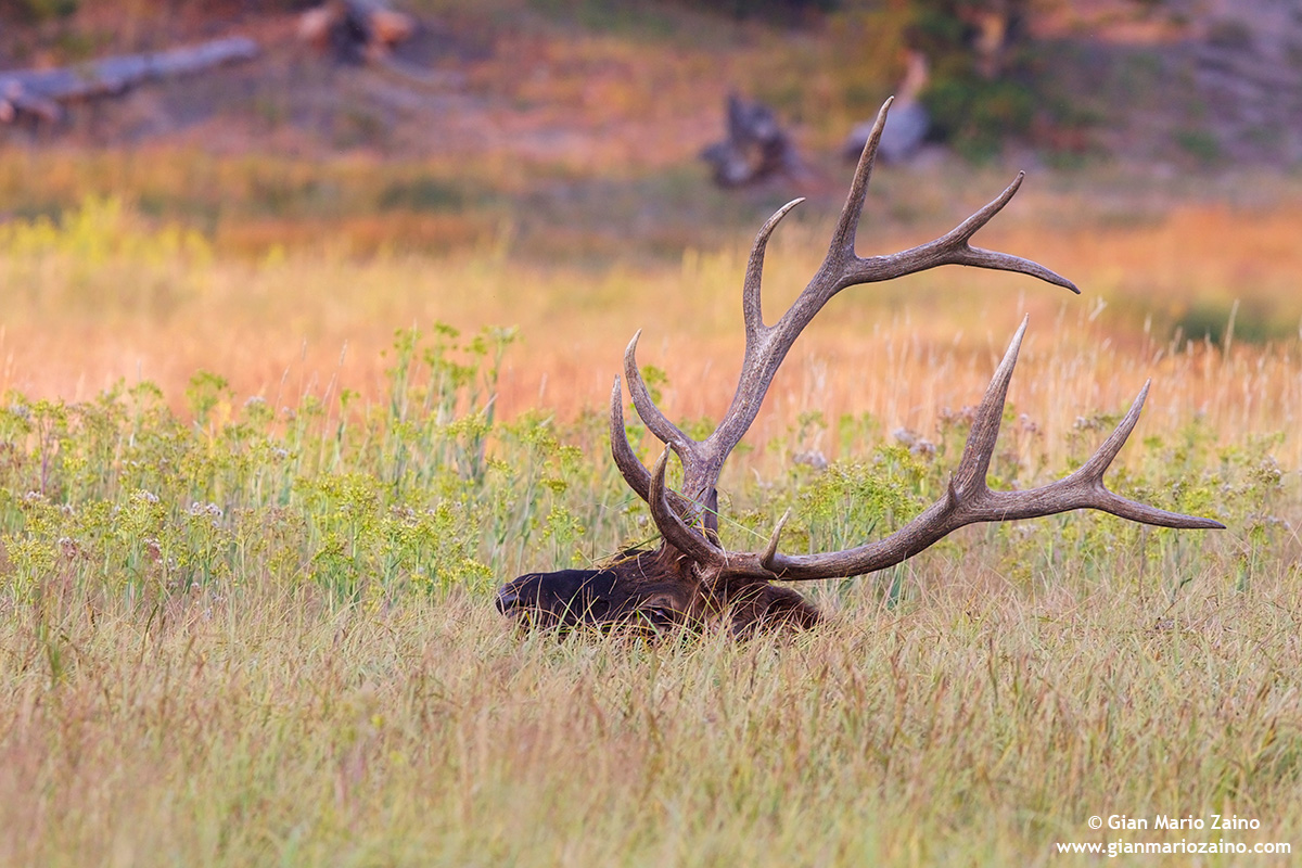 Cervus elaphus canadensis / Wapiti / Elk