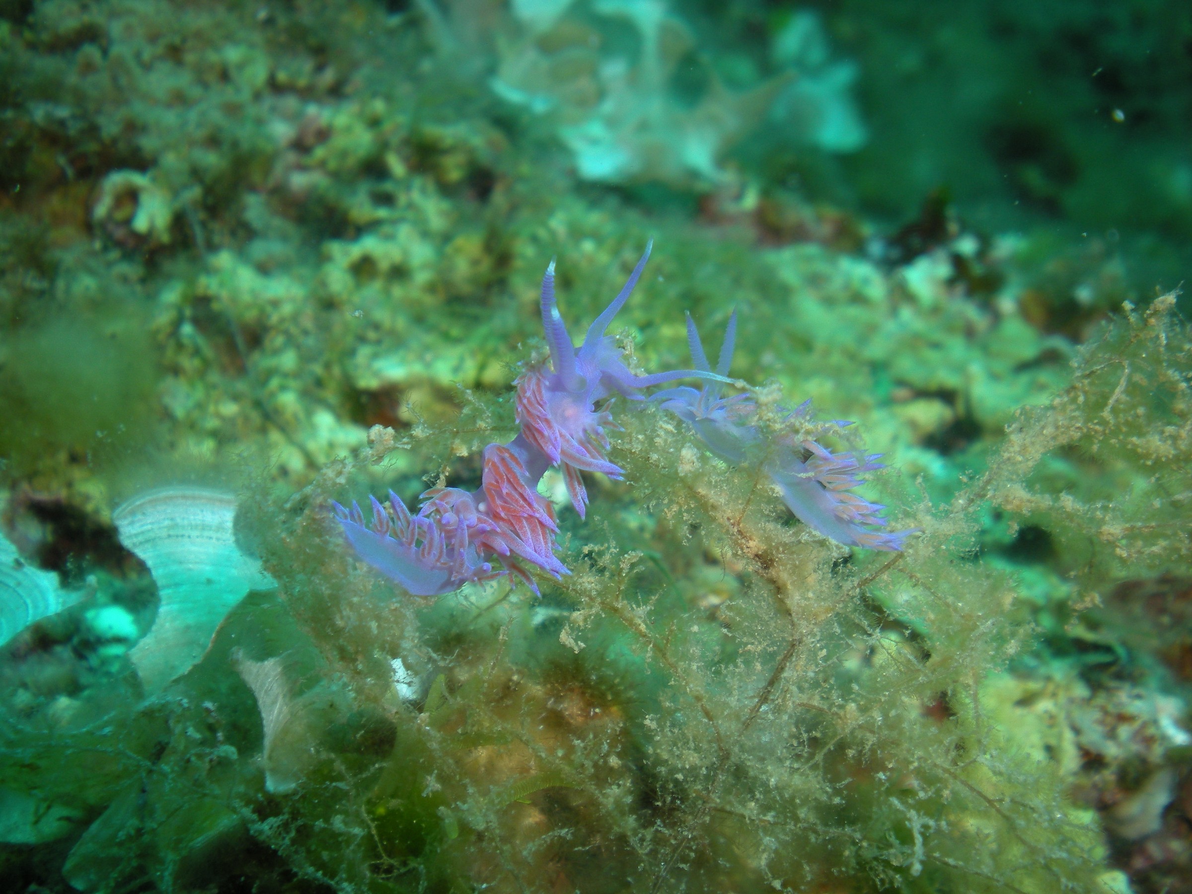 nudibranchs