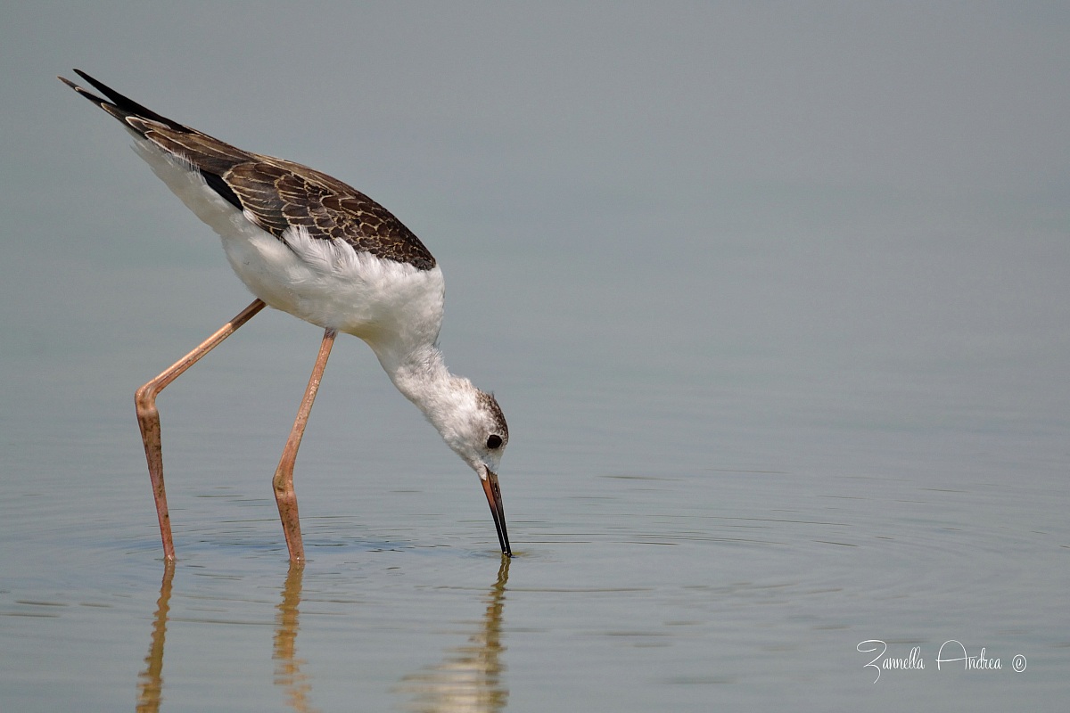 Cavaliere d'Italia giovane