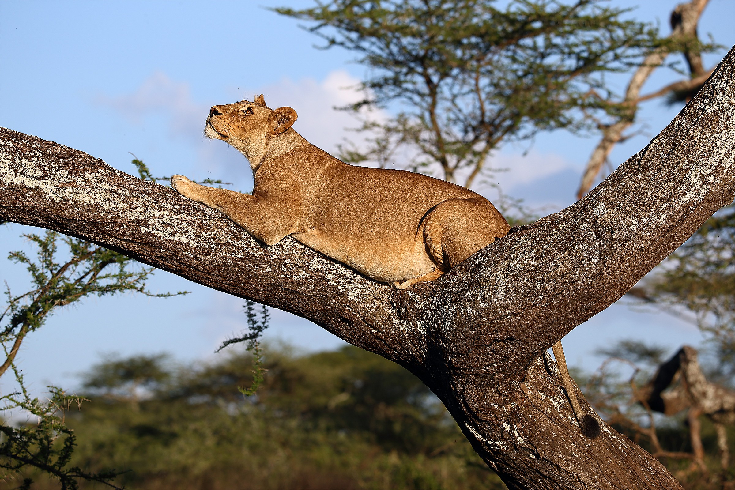 Spaparanzata sull'albero