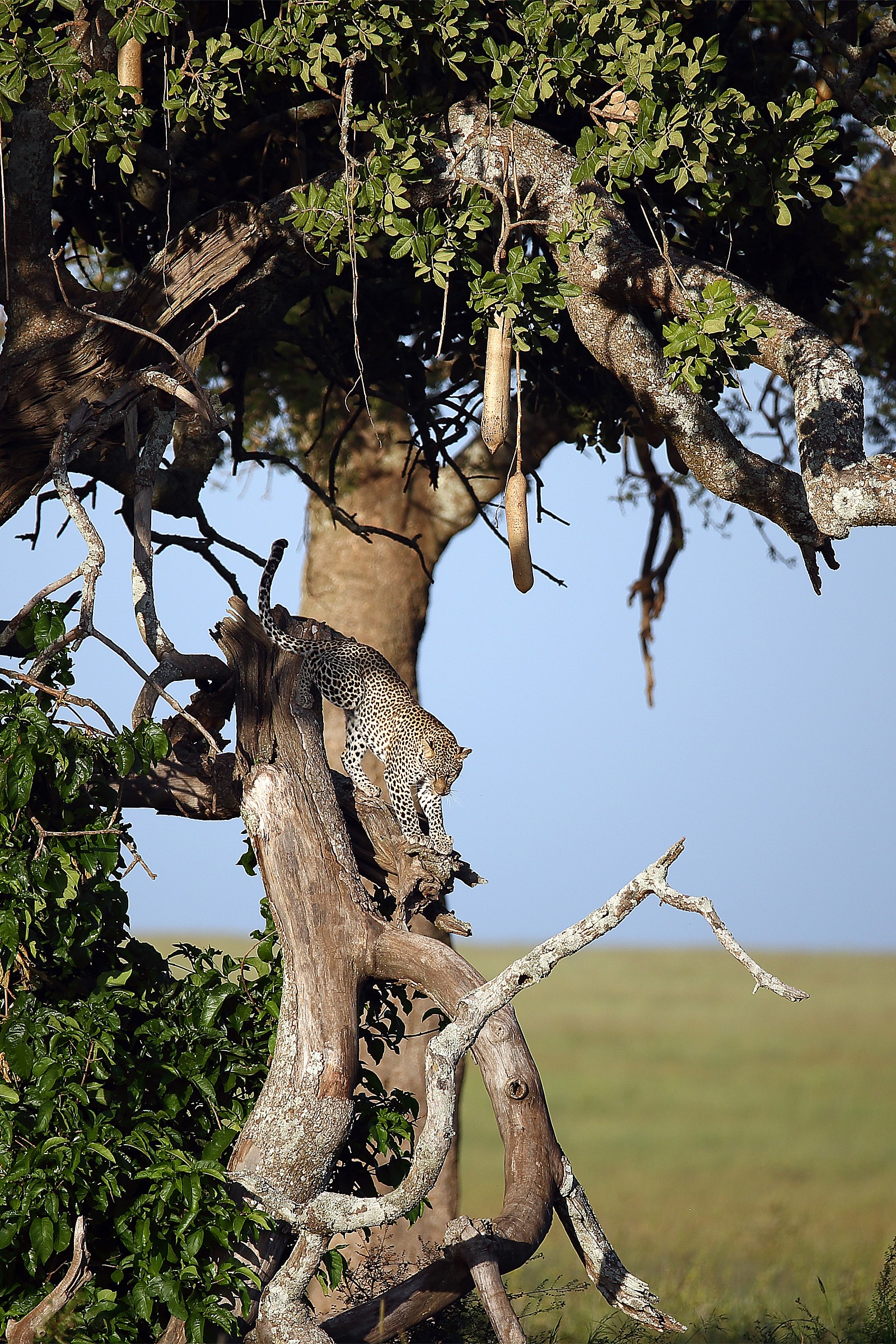 Sua maestà nel suo regno 2