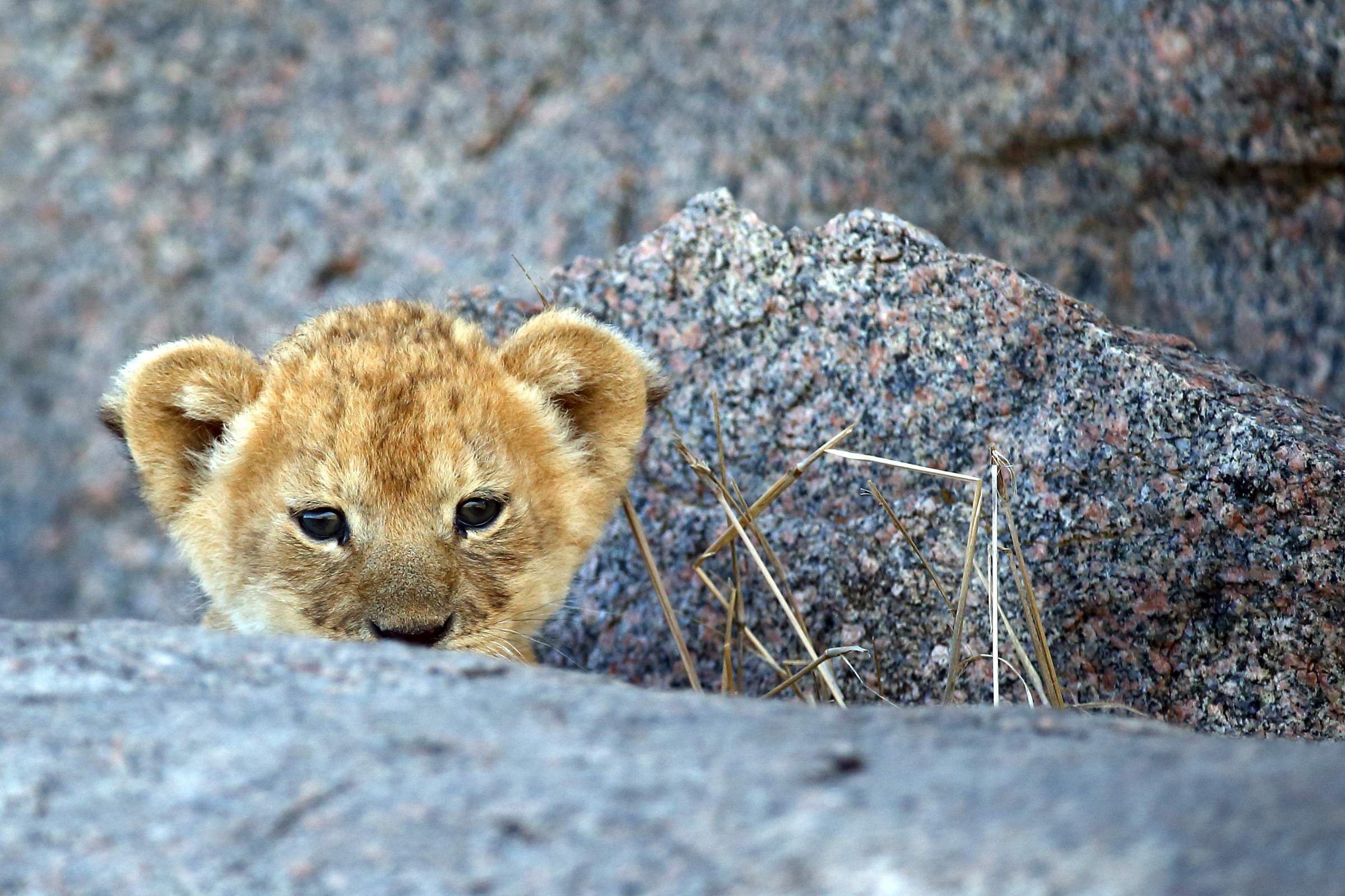 Spuntato tra le rocce... troppo curioso!