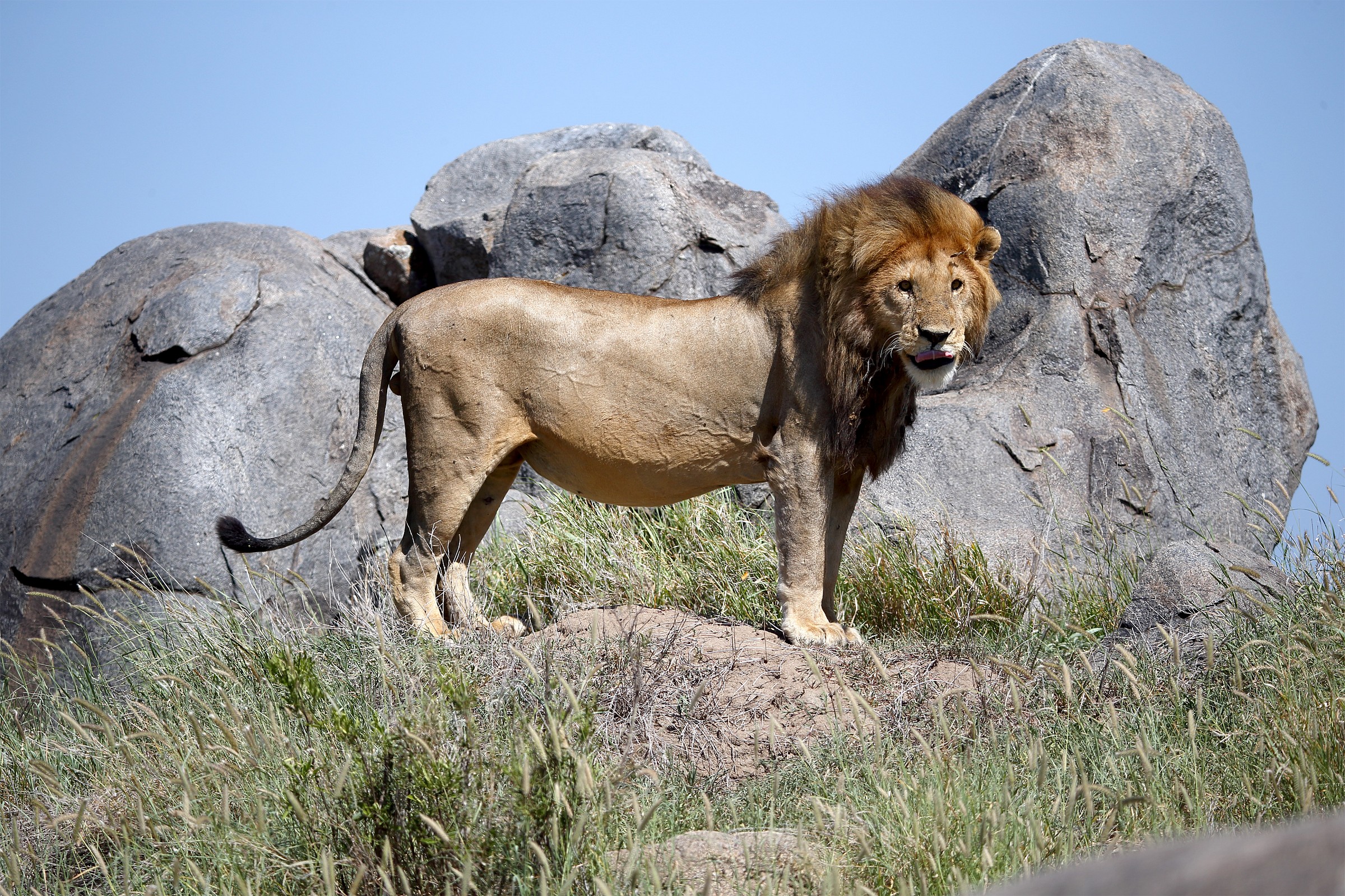 Il re posa sul piedistallo
