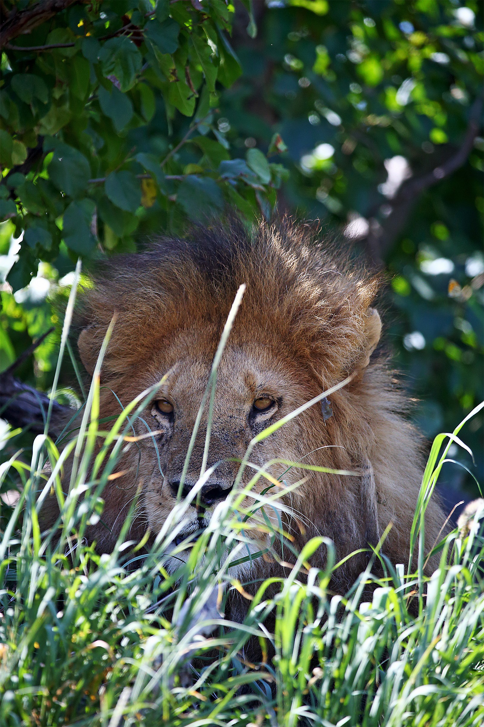 Chi dice che non ci si nasconde dietro un filo d'erba?