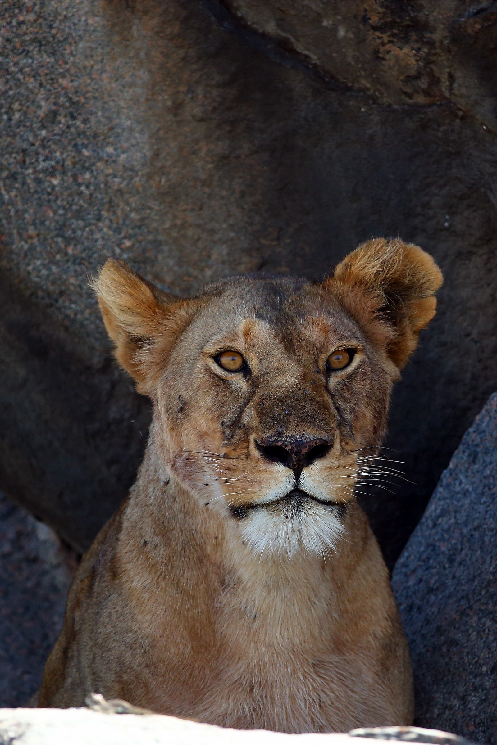 Leonessa tra le rocce
