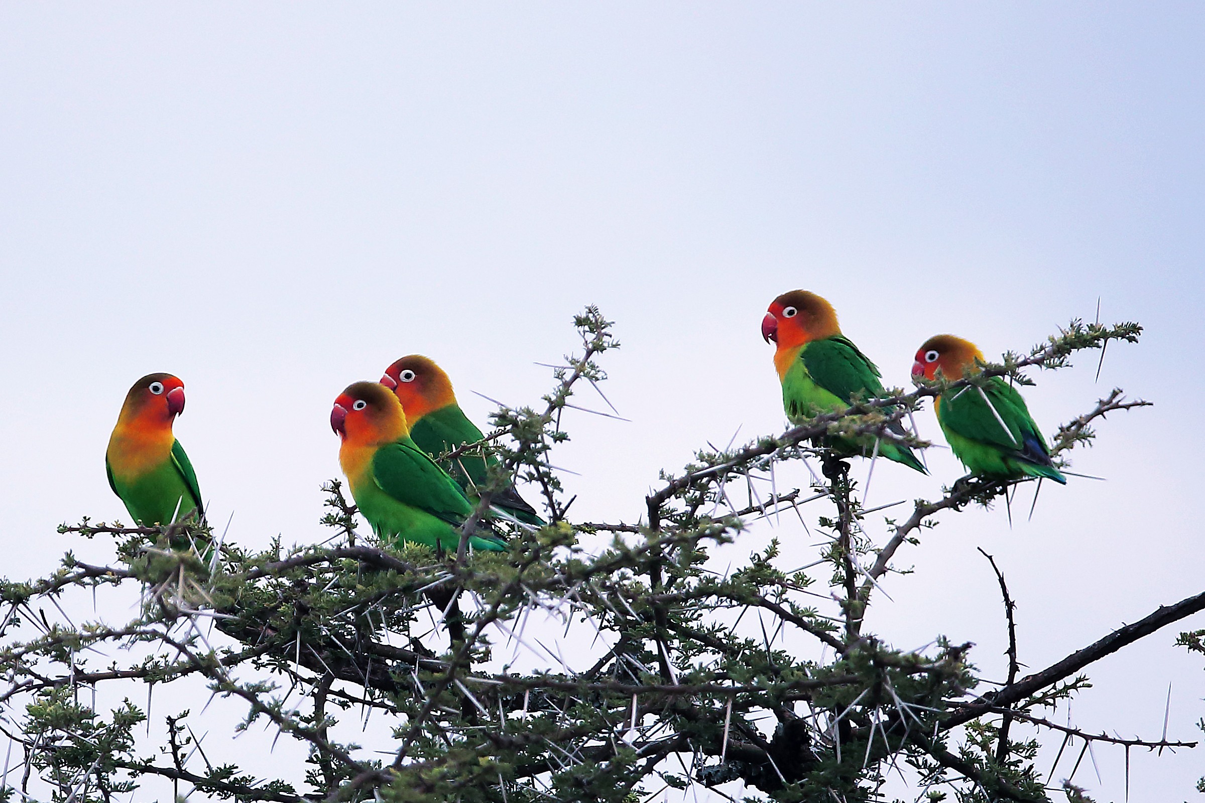 Finalmente beccati! Erano anni... (Fisher's Lovebird)