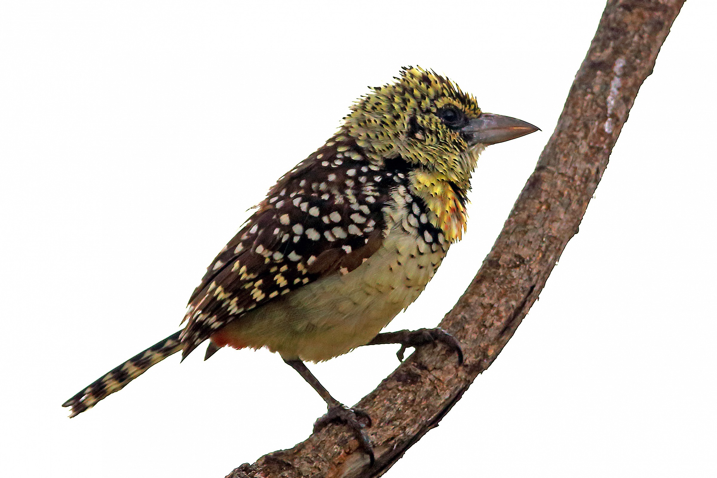 D'Arnaud's Barbet (Trachiphonus darnaudii)