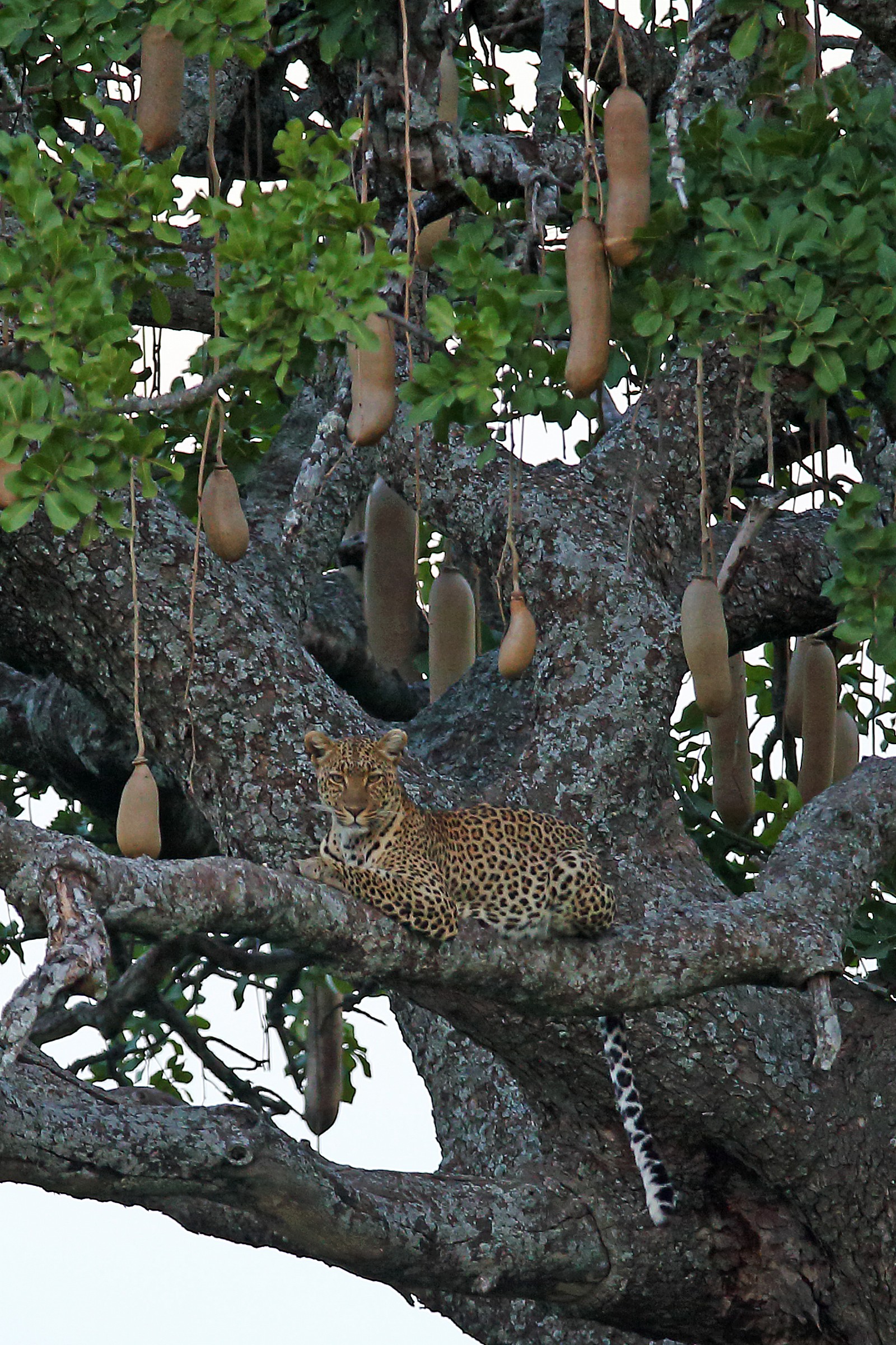 Fra i lampadari del salotto...