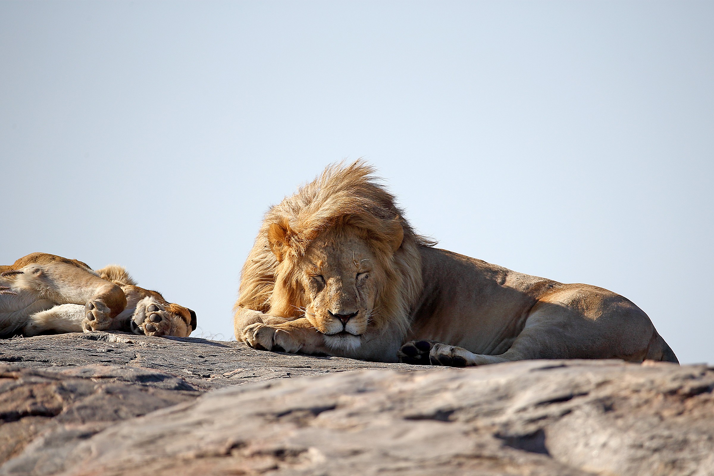 The rest of the warrior