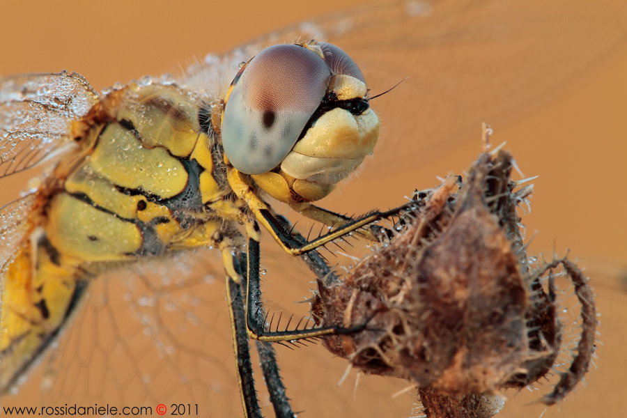 Sympetrum fonscolombii