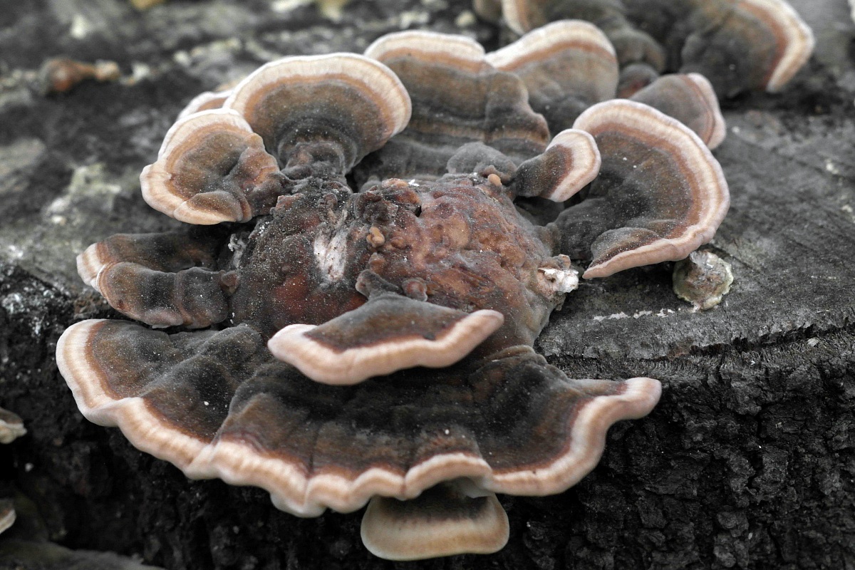 Fungo spettacolare...