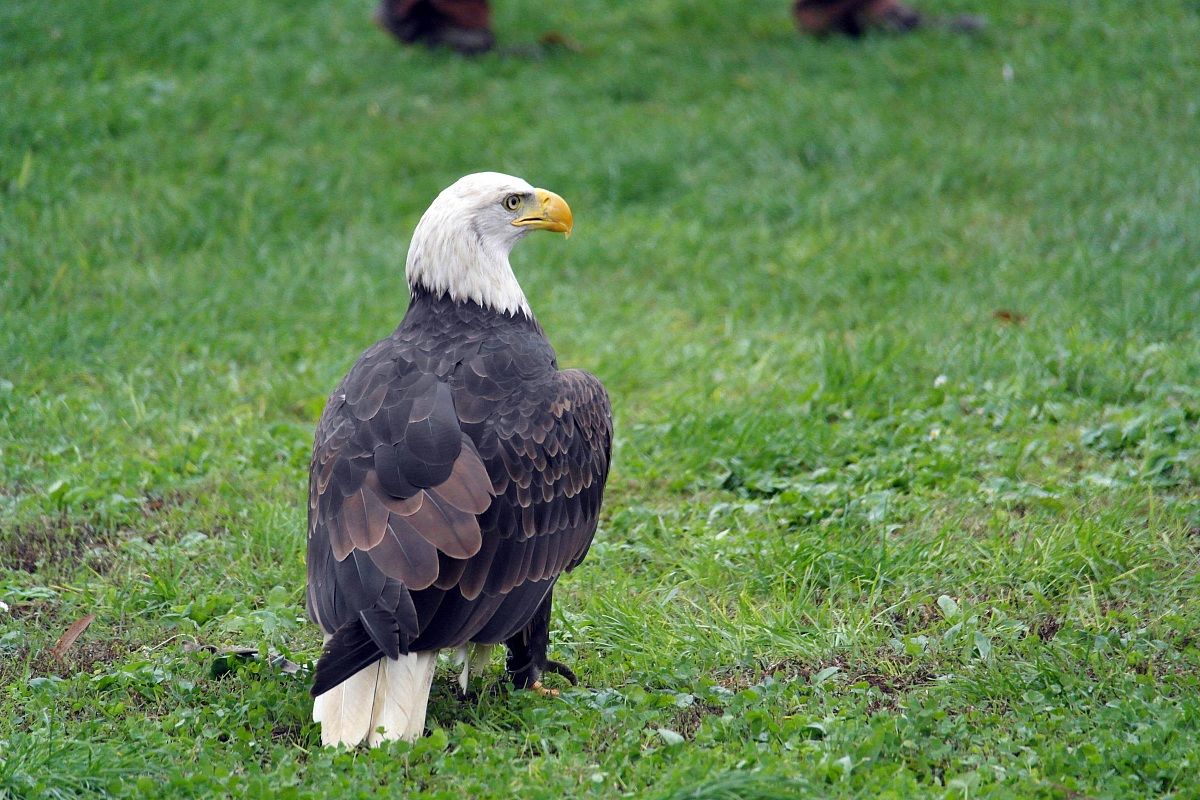 Aquila in tutta la sua bellezza