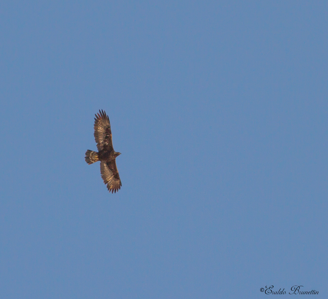 Golden Eagle (Aquila crysaetos)