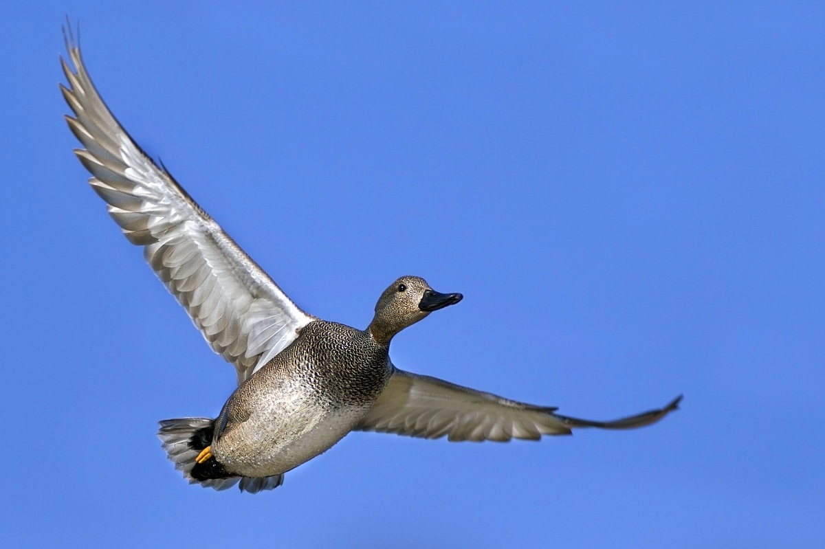 Canapiglia in volo - maschio
