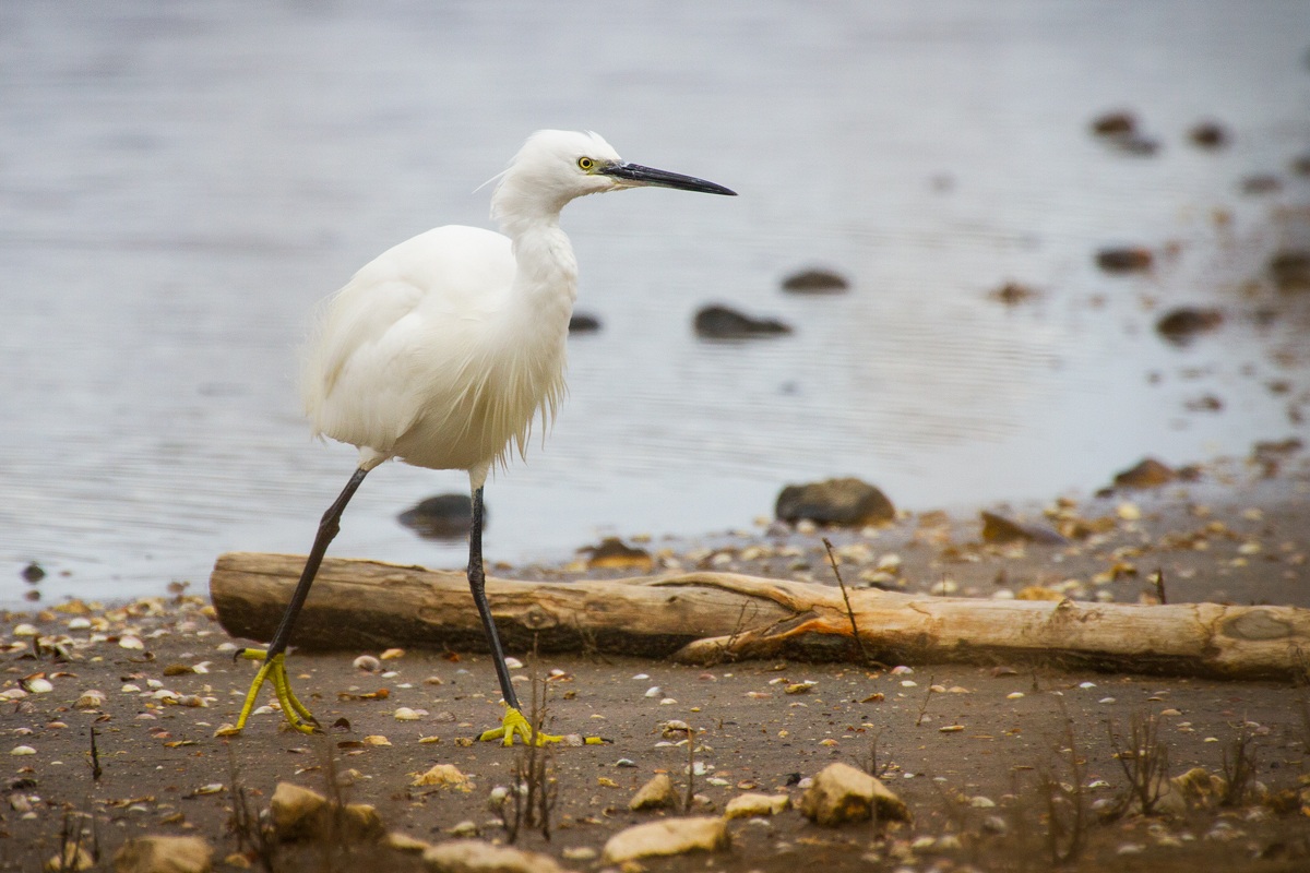 Egret in the rain