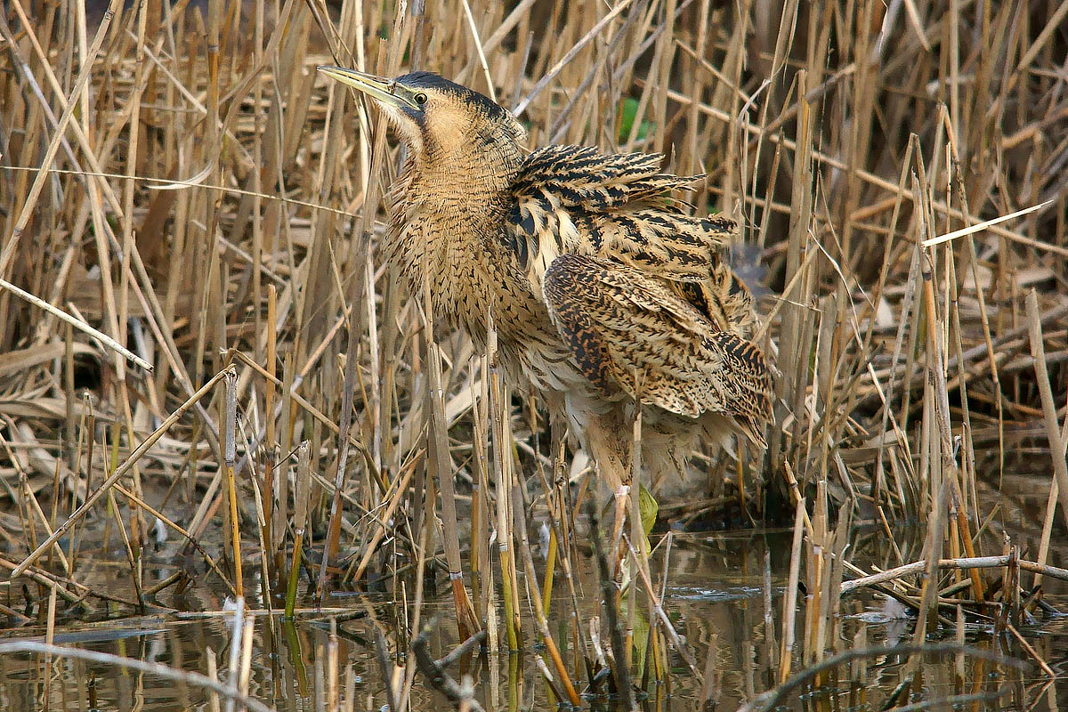Bittern ruffled