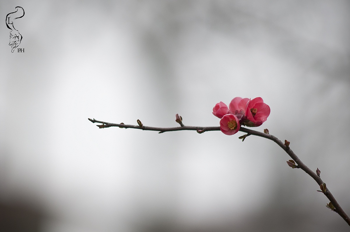 Primi spicchi di primavera
