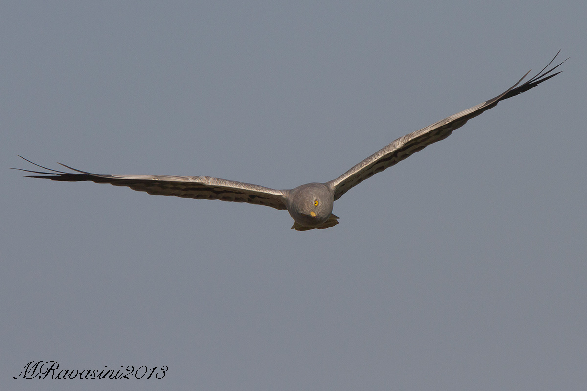 Albanella minore maschio