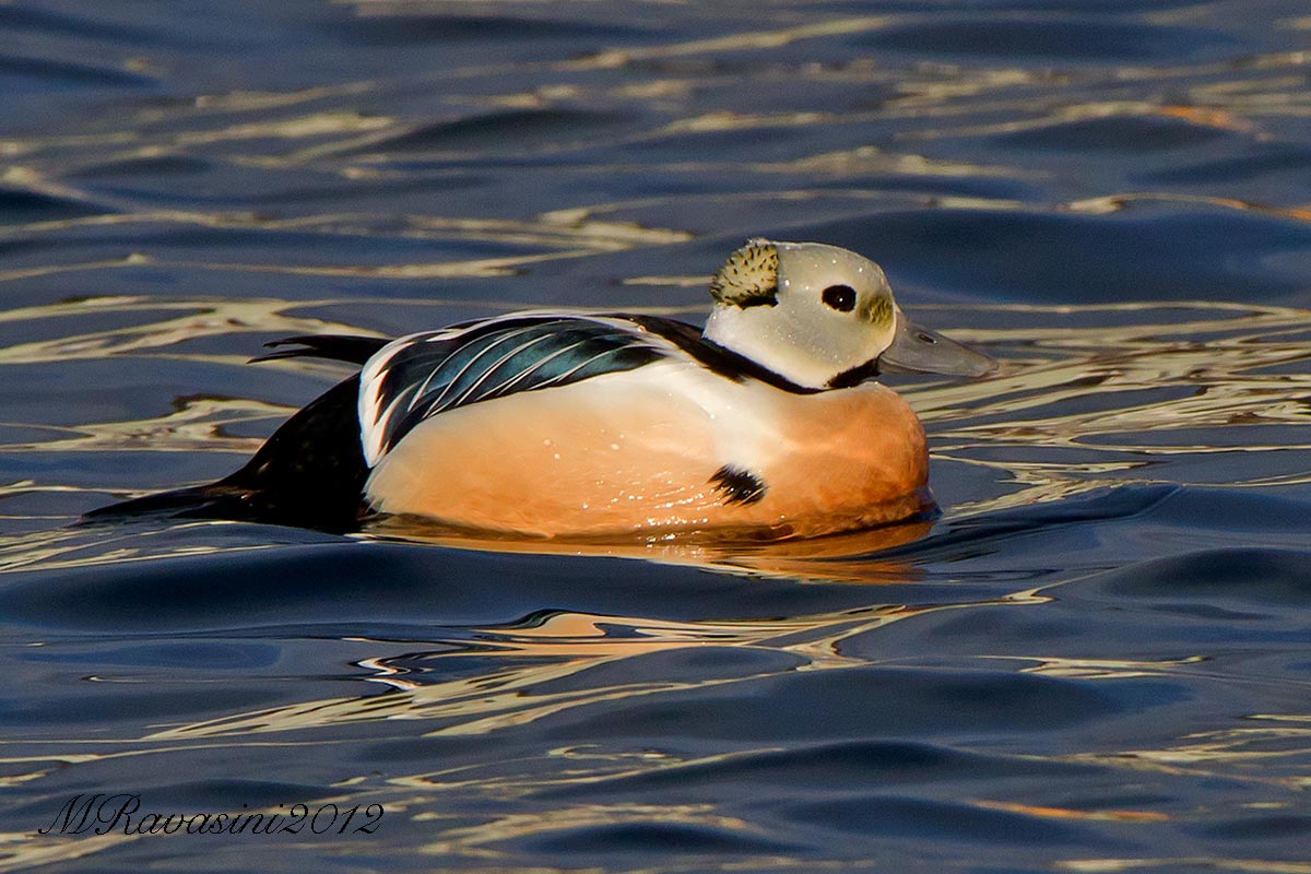 Edredone di Steller, maschio adulto in abito nuziale
