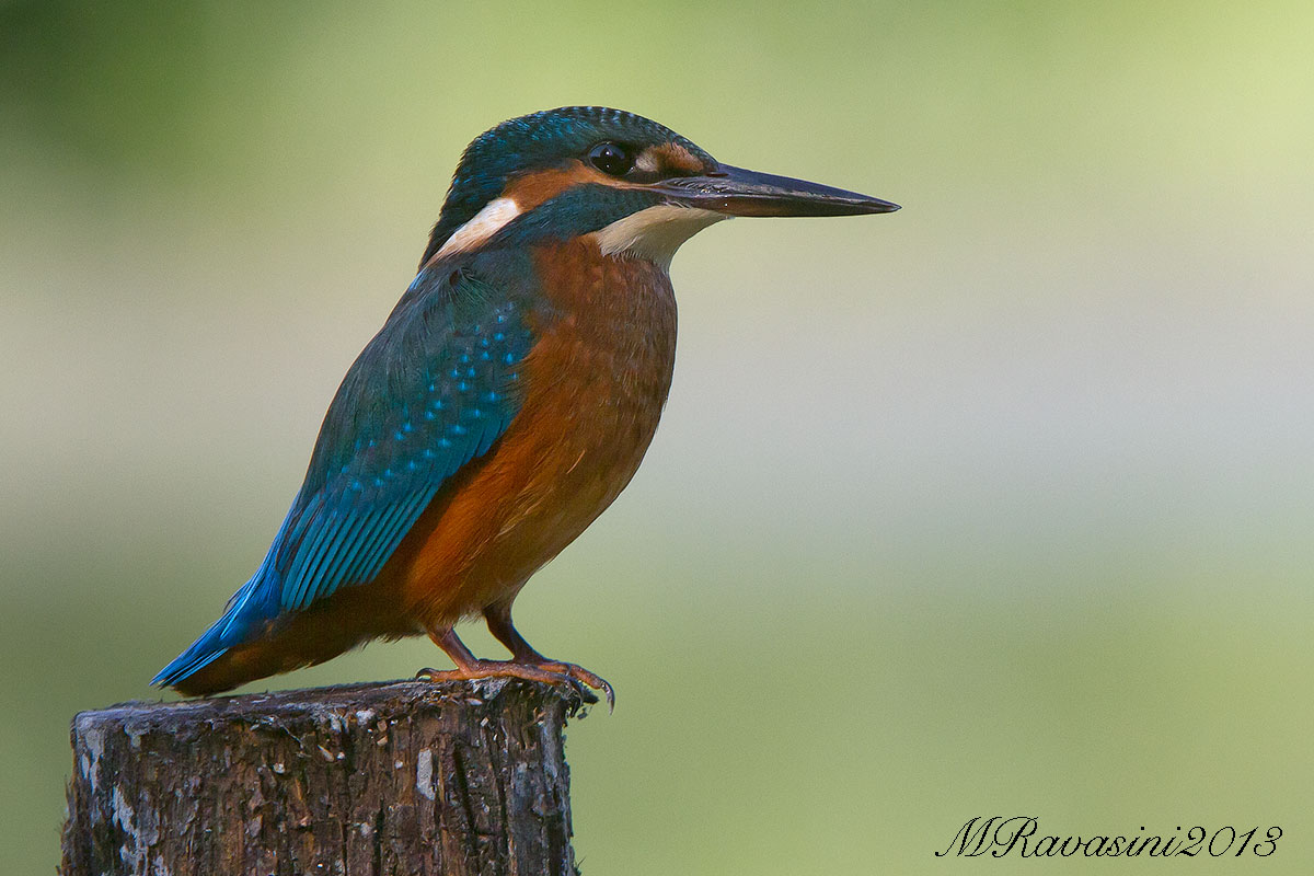 Martin pescatore, femmina juv