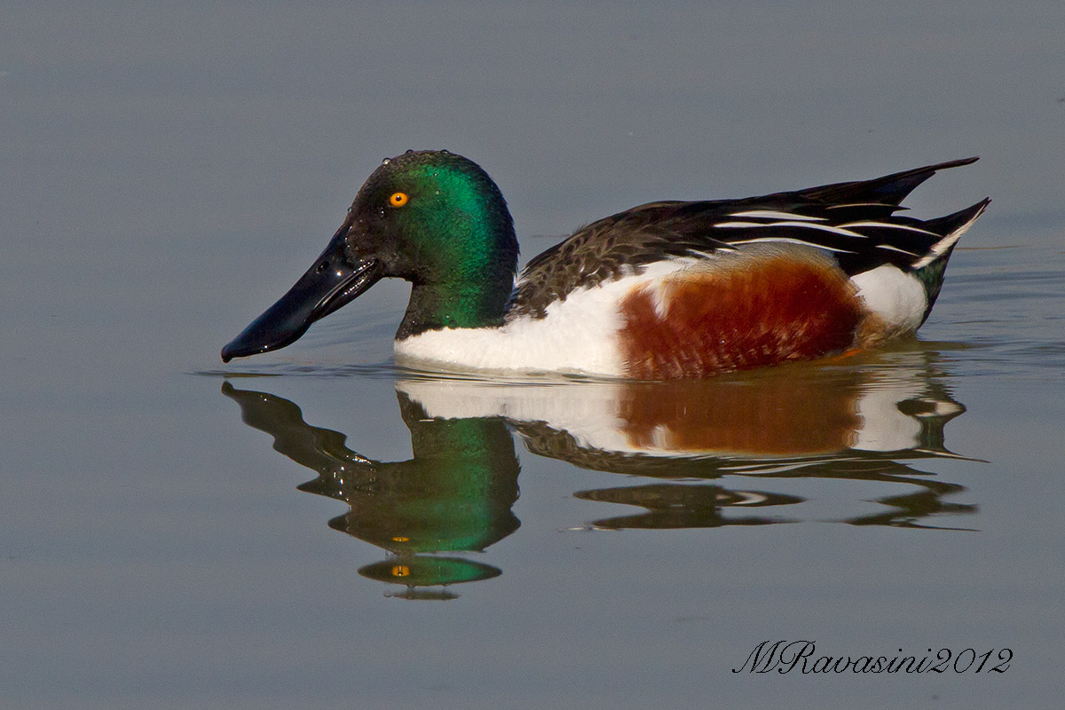 Mestolone maschio adulto in abito nuziale