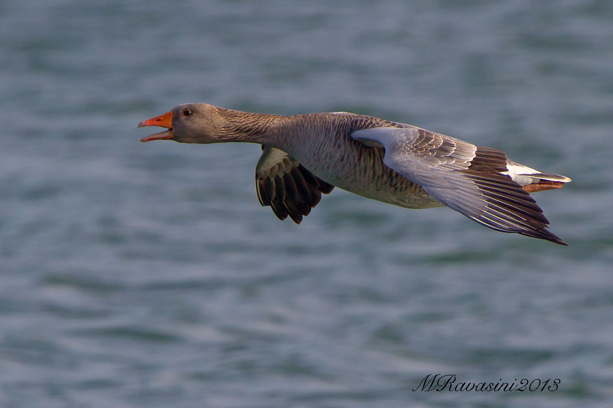 Oca selvatica, spp anser