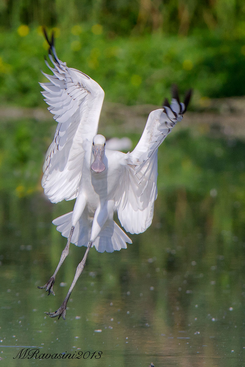Spatola, juv in atterraggio