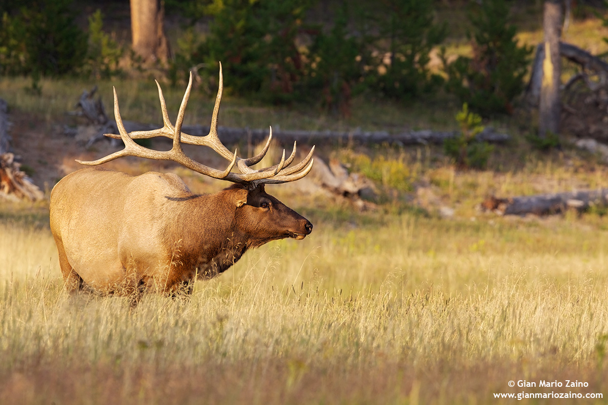 Cervus elaphus canadensis/Wapiti/Elk